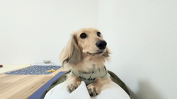 石橋敏弘ブリーダーからお迎えしたミニチュアダックスフンド(ロング)：むぎちゃん