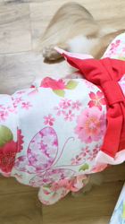 石橋敏弘ブリーダーからお迎えしたミニチュアダックスフンド(ロング)：むぎちゃん