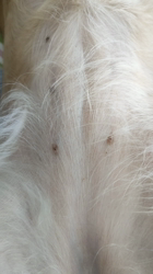 石橋敏弘ブリーダーからお迎えしたミニチュアダックスフンド(ロング)：むぎちゃん