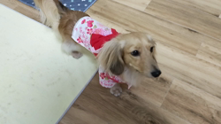 石橋敏弘ブリーダーからお迎えしたミニチュアダックスフンド(ロング)：むぎちゃん