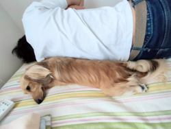 石橋敏弘ブリーダーからお迎えしたミニチュアダックスフンド(ロング)：むぎちゃん