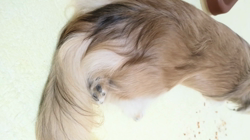 石橋敏弘ブリーダーからお迎えしたミニチュアダックスフンド(ロング)：むぎちゃん