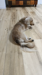 石橋敏弘ブリーダーからお迎えしたミニチュアダックスフンド(ロング)：むぎちゃん