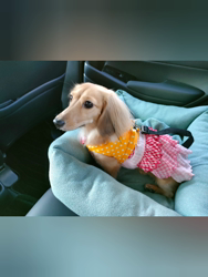 石橋敏弘ブリーダーからお迎えしたミニチュアダックスフンド(ロング)：むぎちゃん