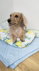 石橋敏弘ブリーダーからお迎えしたミニチュアダックスフンド(ロング)：むぎちゃん