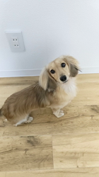 石橋敏弘ブリーダーからお迎えしたミニチュアダックスフンド(ロング)：むぎちゃん