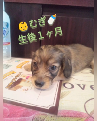 石橋敏弘ブリーダーからお迎えしたミニチュアダックスフンド(ロング)：むぎちゃん