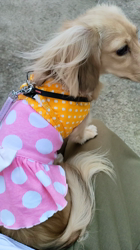 石橋敏弘ブリーダーからお迎えしたミニチュアダックスフンド(ロング)：むぎちゃん