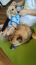 石橋敏弘ブリーダーからお迎えしたミニチュアダックスフンド(ロング)：むぎちゃん