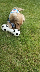 石橋敏弘ブリーダーからお迎えしたミニチュアダックスフンド(ロング)：むぎちゃん