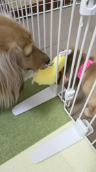 石橋敏弘ブリーダーからお迎えしたミニチュアダックスフンド(ロング)：むぎちゃん