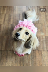 石橋敏弘ブリーダーからお迎えしたミニチュアダックスフンド(ロング)：むぎちゃん