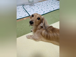 石橋敏弘ブリーダーからお迎えしたミニチュアダックスフンド(ロング)：むぎちゃん