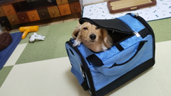 石橋敏弘ブリーダーからお迎えしたミニチュアダックスフンド(ロング)：むぎちゃん