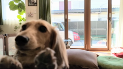 石橋敏弘ブリーダーからお迎えしたミニチュアダックスフンド(ロング)：むぎちゃん