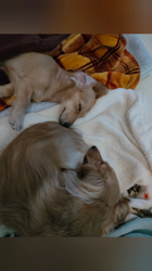 石橋敏弘ブリーダーからお迎えしたミニチュアダックスフンド(ロング)：むぎちゃん