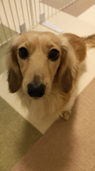 石橋敏弘ブリーダーからお迎えしたミニチュアダックスフンド(ロング)：むぎちゃん