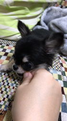 寺村智子ブリーダーからお迎えしたチワワ(ロング)：むぎちゃん