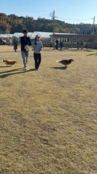 山品丈二ブリーダーからお迎えしたシェットランドシープドッグ：むぎ‪💙くん