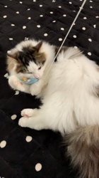 吉田真理子ブリーダーからお迎えしたノルウェージャンフォレストキャット：むぎくん