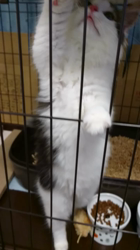 吉田真理子ブリーダーからお迎えしたノルウェージャンフォレストキャット：むぎくん