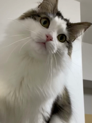 吉田真理子ブリーダーからお迎えしたノルウェージャンフォレストキャット：むぎくん