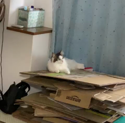 吉田真理子ブリーダーからお迎えしたノルウェージャンフォレストキャット：むぎくん