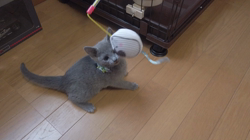 深沢ことみブリーダーからお迎えしたロシアンブルー:レイラーちゃん
