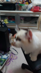 山本和美ブリーダーからお迎えしたラグドール：マオちゃん