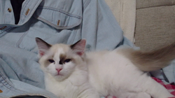 山本和美ブリーダーからお迎えしたラグドール：マオちゃん