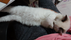 山本和美ブリーダーからお迎えしたラグドール：マオちゃん