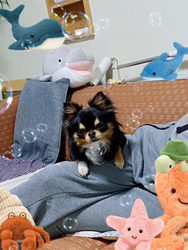 楠本美子ブリーダーからお迎えしたチワワ(ロング)：ケンシロウくん