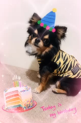 楠本美子ブリーダーからお迎えしたチワワ(ロング)：ケンシロウくん