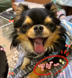 楠本美子ブリーダーからお迎えしたチワワ(ロング)：ケンシロウくん