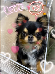 楠本美子ブリーダーからお迎えしたチワワ(ロング)：ケンシロウくん