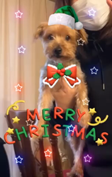 楠本美子ブリーダーからお迎えしたチワワ(ロング)：ケンシロウくん