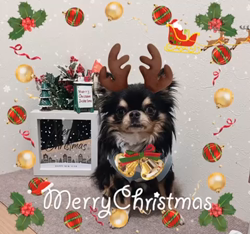 楠本美子ブリーダーからお迎えしたチワワ(ロング)：ケンシロウくん