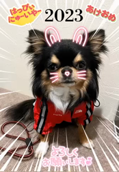 楠本美子ブリーダーからお迎えしたチワワ(ロング)：ケンシロウくん