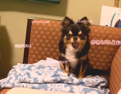 楠本美子ブリーダーからお迎えしたチワワ(ロング)：ケンシロウくん