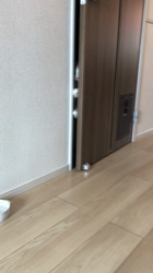 中嶋耕司ブリーダーからお迎えしたマンチカン：マオくん
