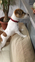 賀川正美ブリーダーからお迎えしたジャックラッセルテリア：ルビーちゃん