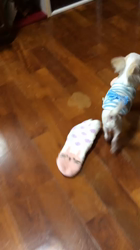徳盛京子ブリーダーからお迎えしたチワワ(ロング)：珀くん