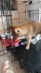奥村聡ブリーダーからお迎えした柴犬：こむぎちゃん