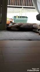 奥村聡ブリーダーからお迎えした柴犬：こむぎちゃん