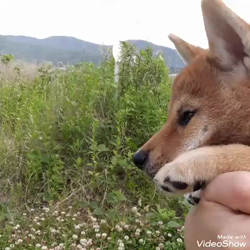 奥村聡ブリーダーからお迎えした柴犬：こむぎちゃん