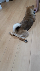 奥村聡ブリーダーからお迎えした柴犬：こむぎちゃん