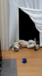 奥村聡ブリーダーからお迎えした柴犬：こむぎちゃん