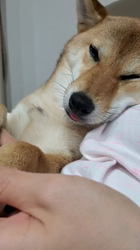 奥村聡ブリーダーからお迎えした柴犬：こむぎちゃん