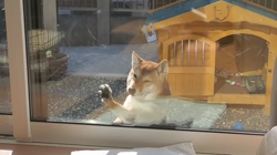 奥村聡ブリーダーからお迎えした柴犬：こむぎちゃん