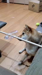 奥村聡ブリーダーからお迎えした柴犬：こむぎちゃん